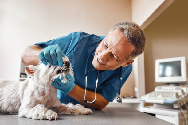 Best Emergency Tooth Extraction in Lugoff, SC